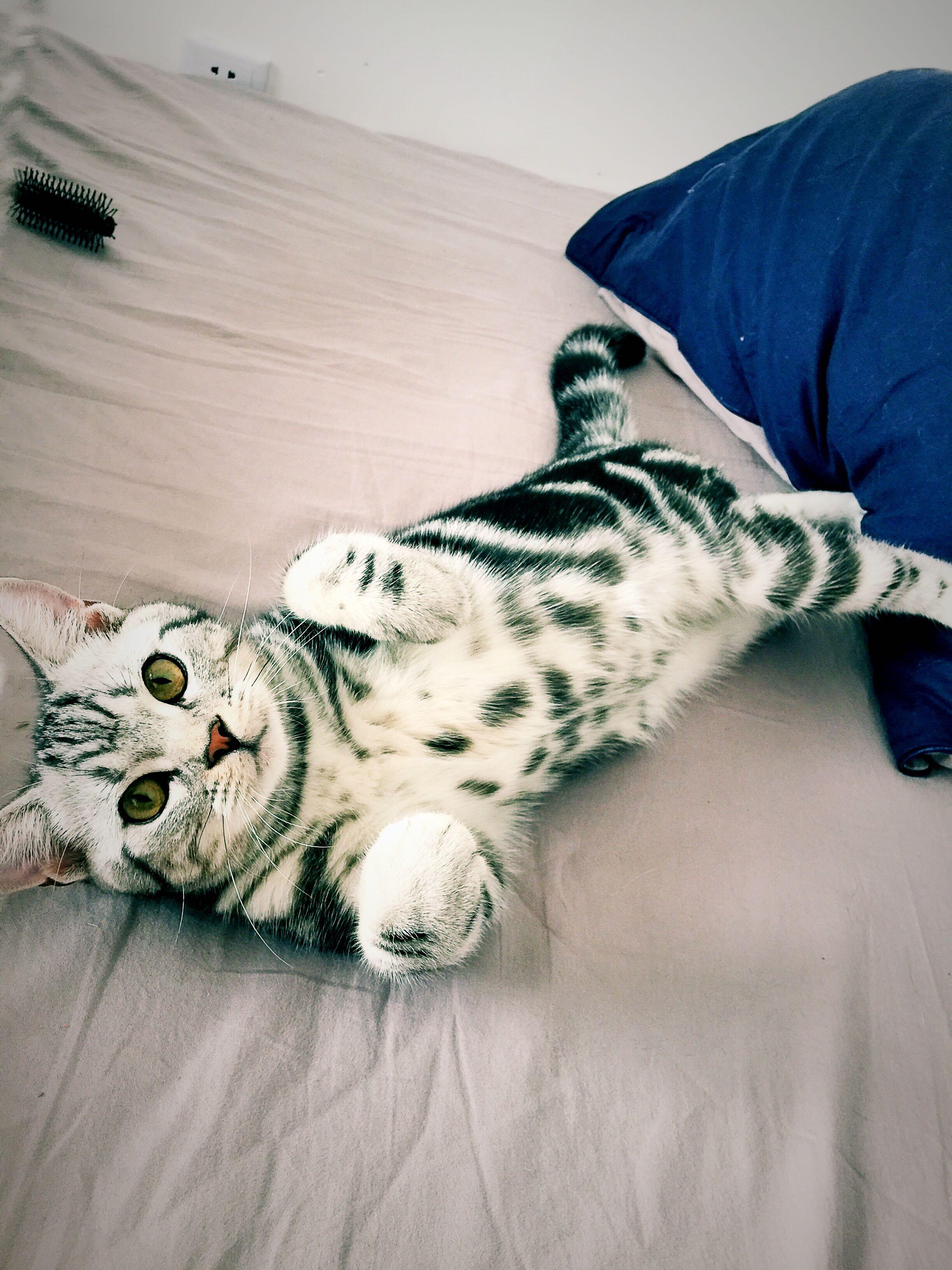 养美国短毛猫是怎样一种体验