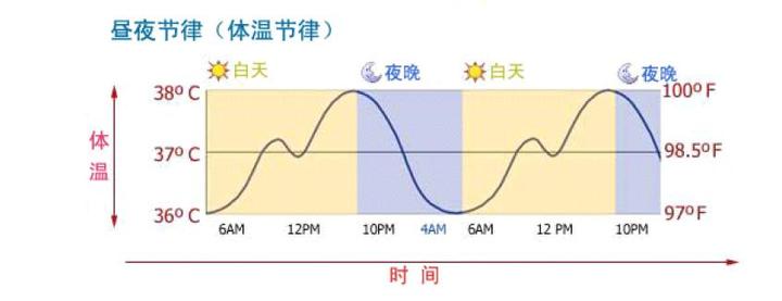 生物钟 昼夜节律