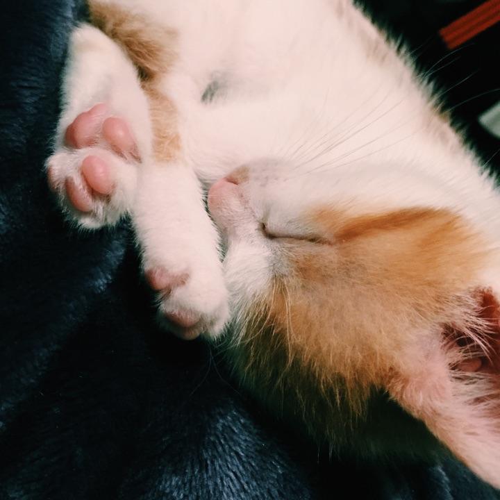 猫跟狗可以关一起吗 c1de69276bd2099edf4eb41efff65830_r.jpeg