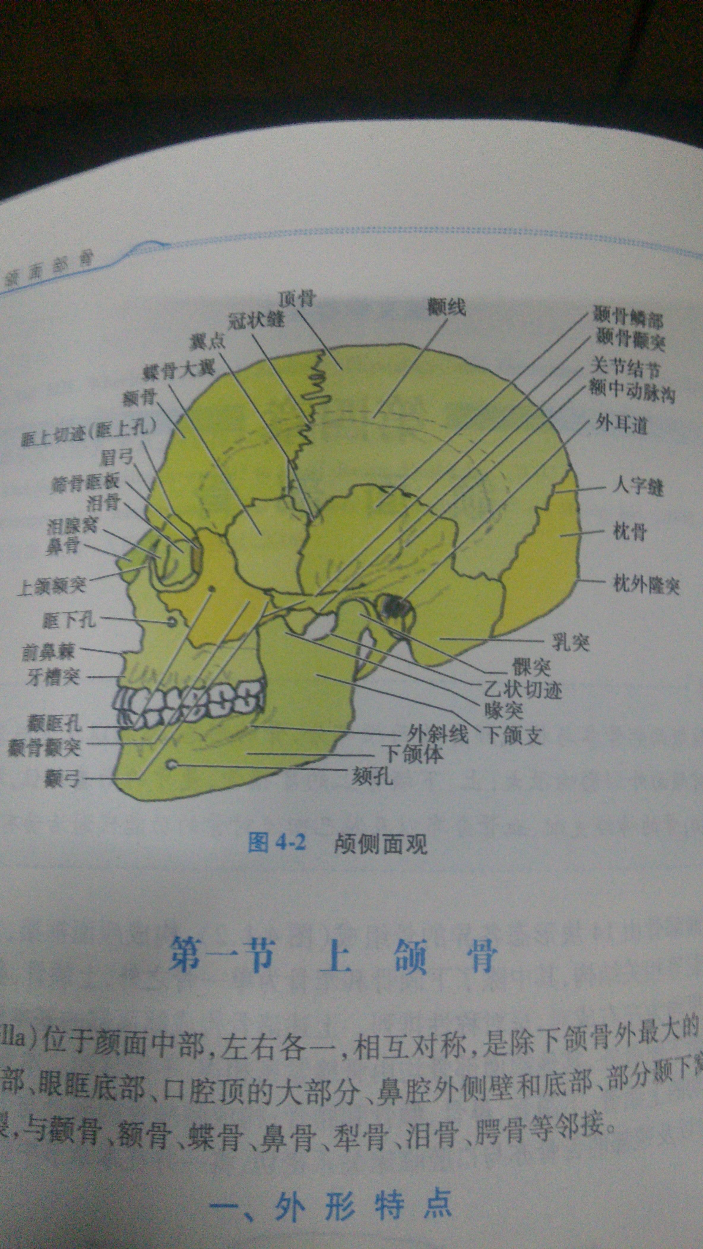 颏部与颌部图片