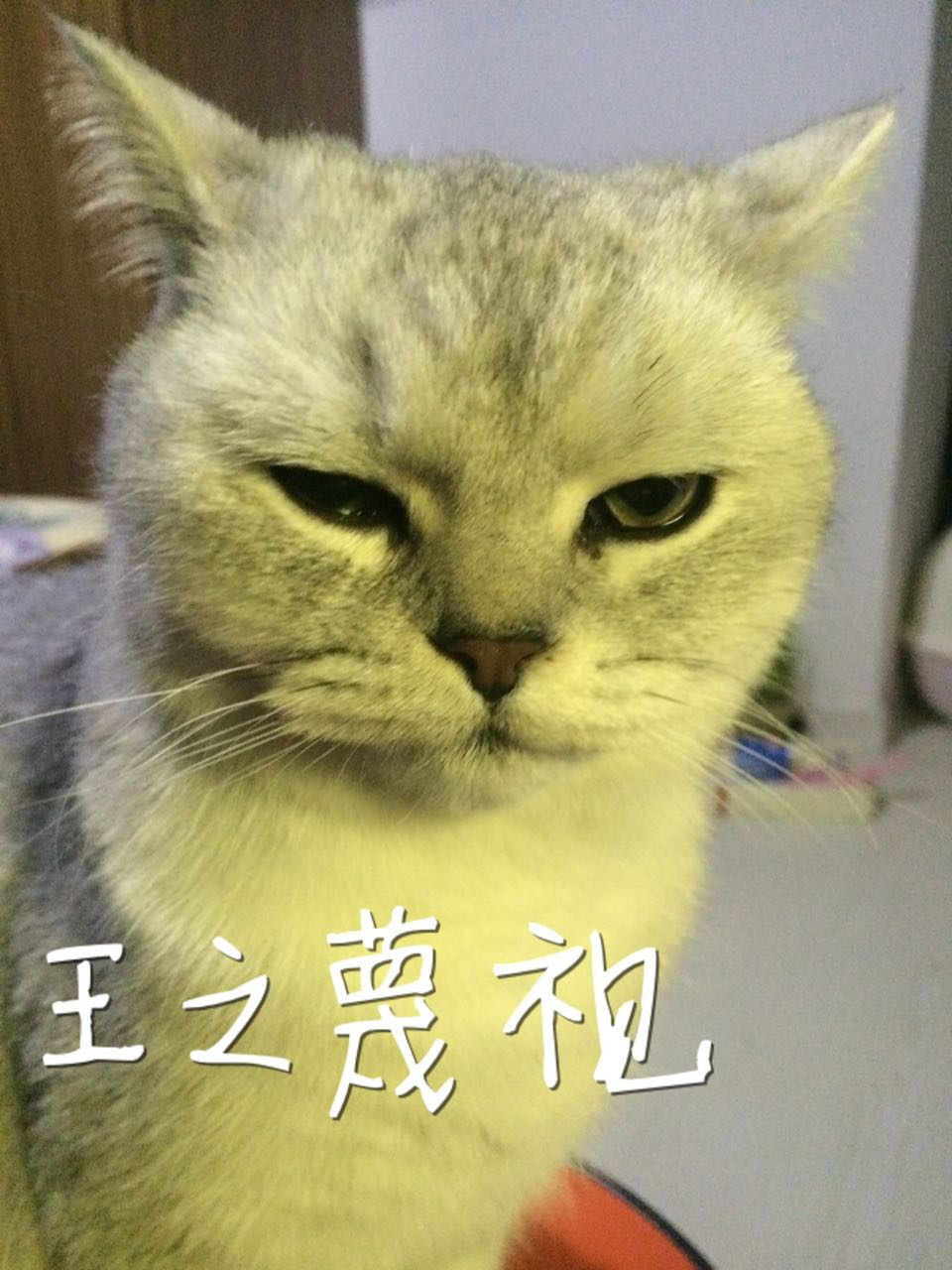 男朋友说不把我养的猫送走就不结婚怎么办? -