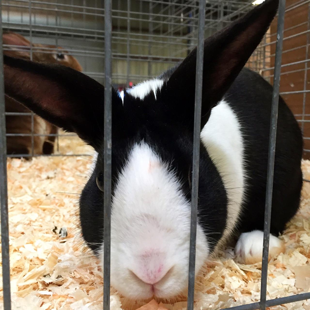 兔子的颜值可以多高