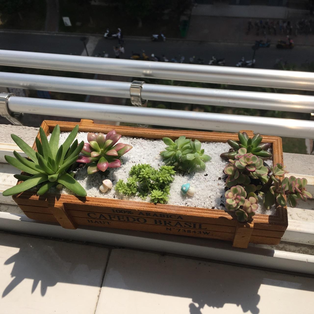 新买的多肉,但是不知道该怎么样啊,能浇水么?