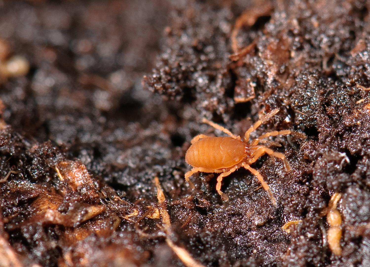 发几张蛛形纲的: 螨虫?错了.