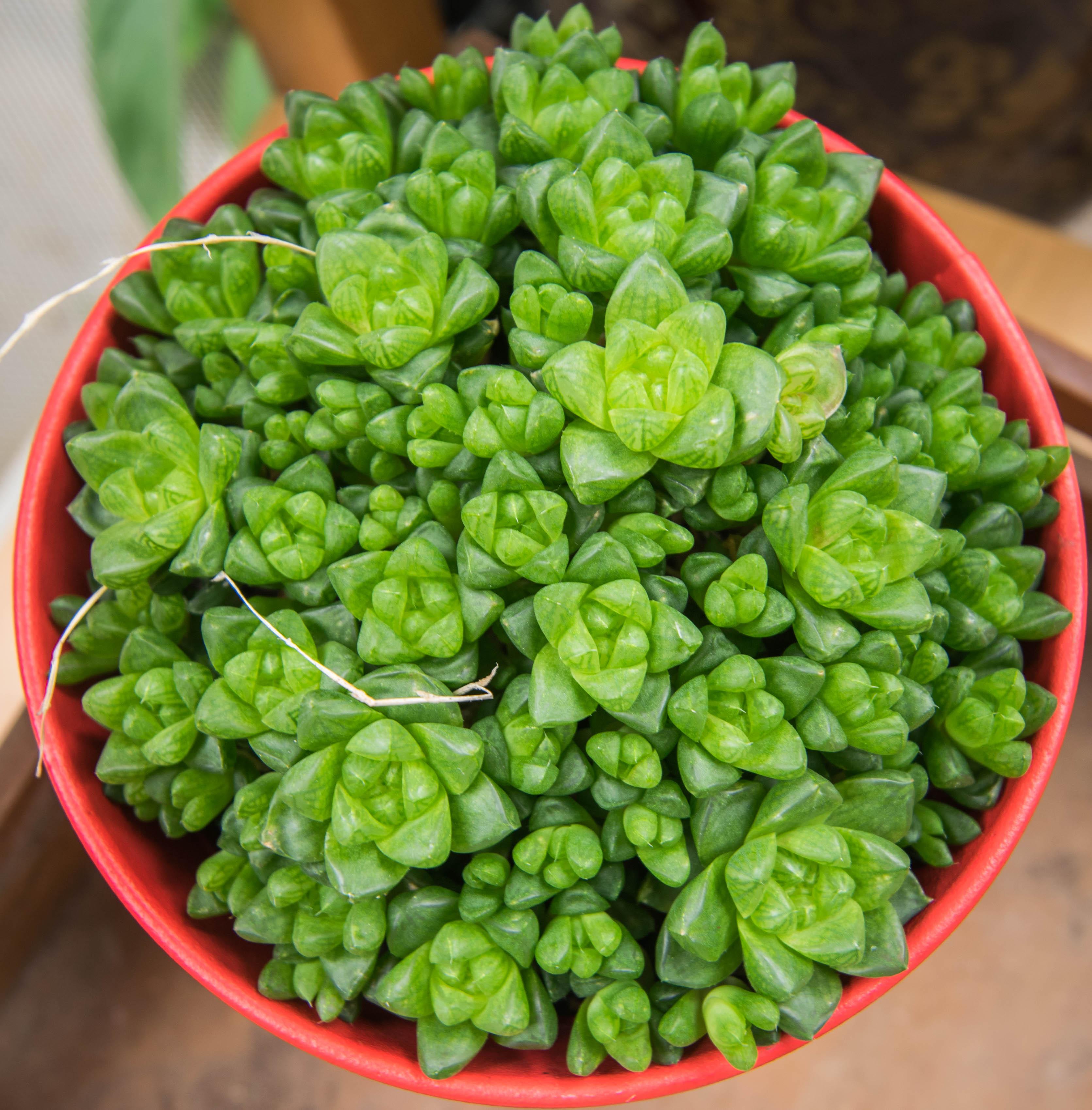 有什么适合新手养的多肉植物?还有现在是冬天