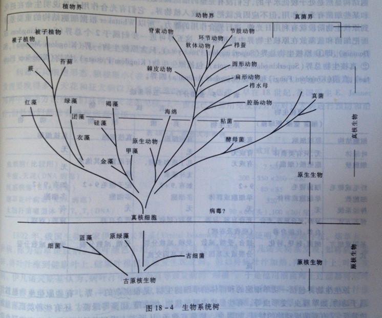 生物学中有几种给生物分类的方法?到底是怎么分类的? - 知乎