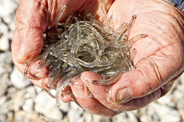 为什么日本人爱吃丁香鱼