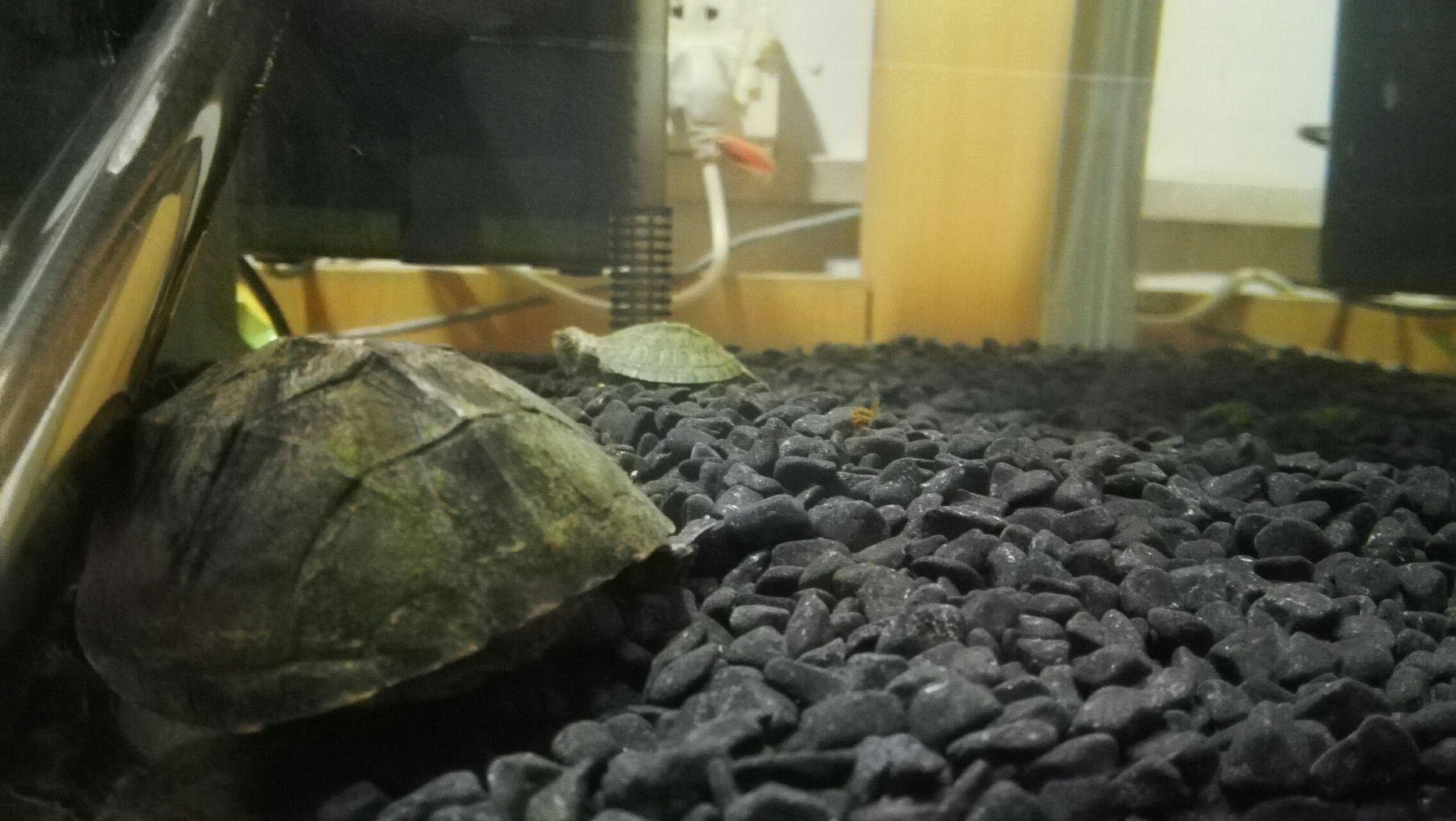 乌龟饲养基本环境