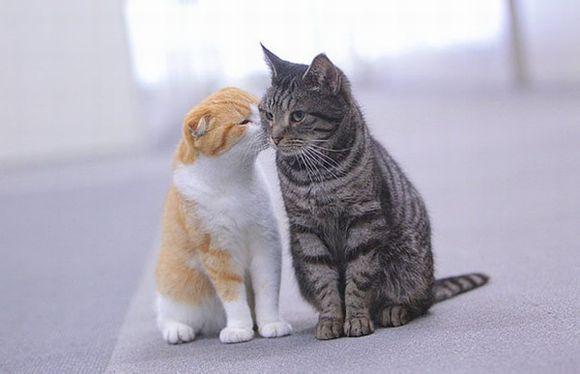 近两年某些日剧中出镜频繁的两只猫是什么来头