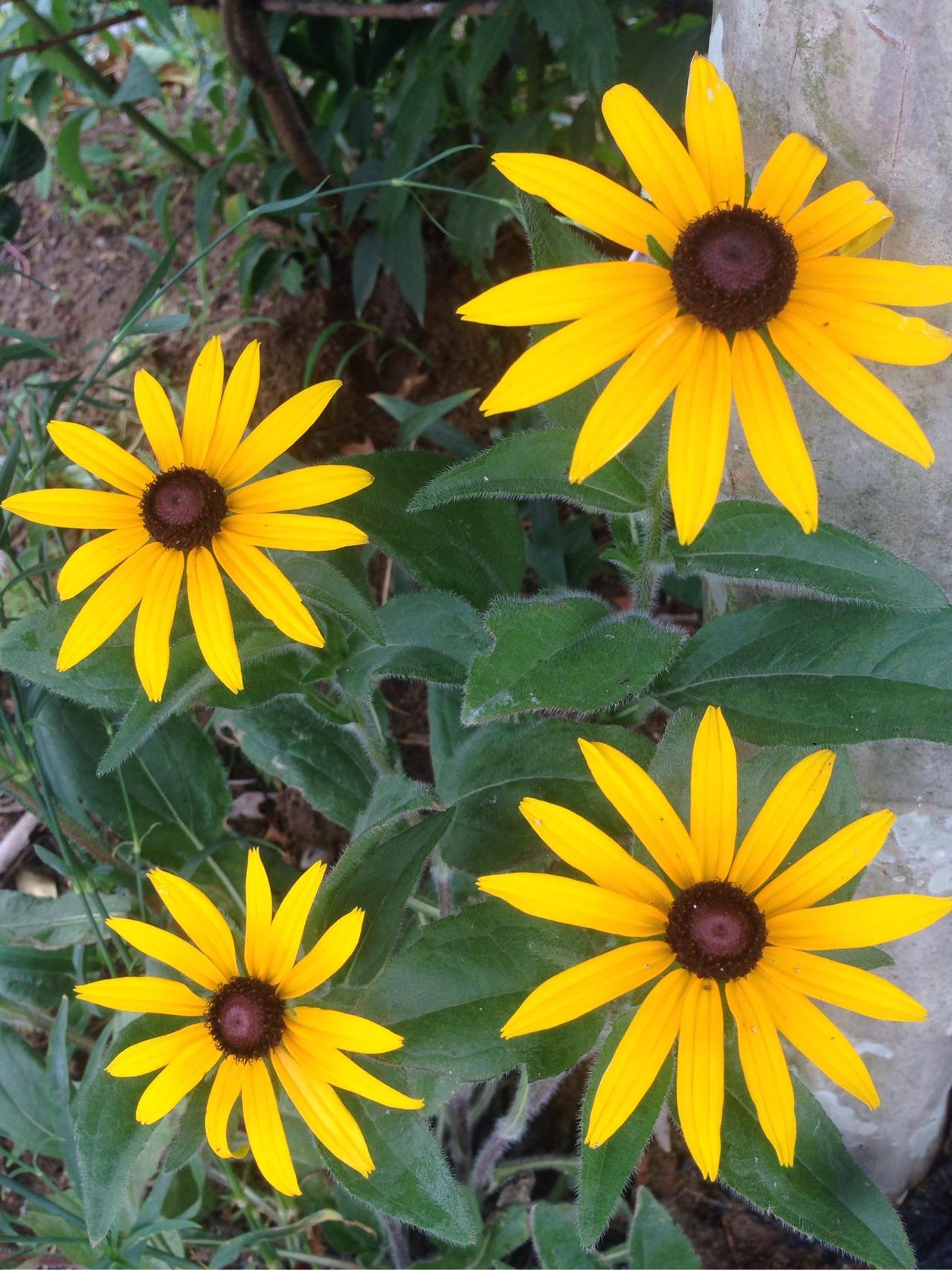 如何早起?现在每天早上都到十一点十二点才起