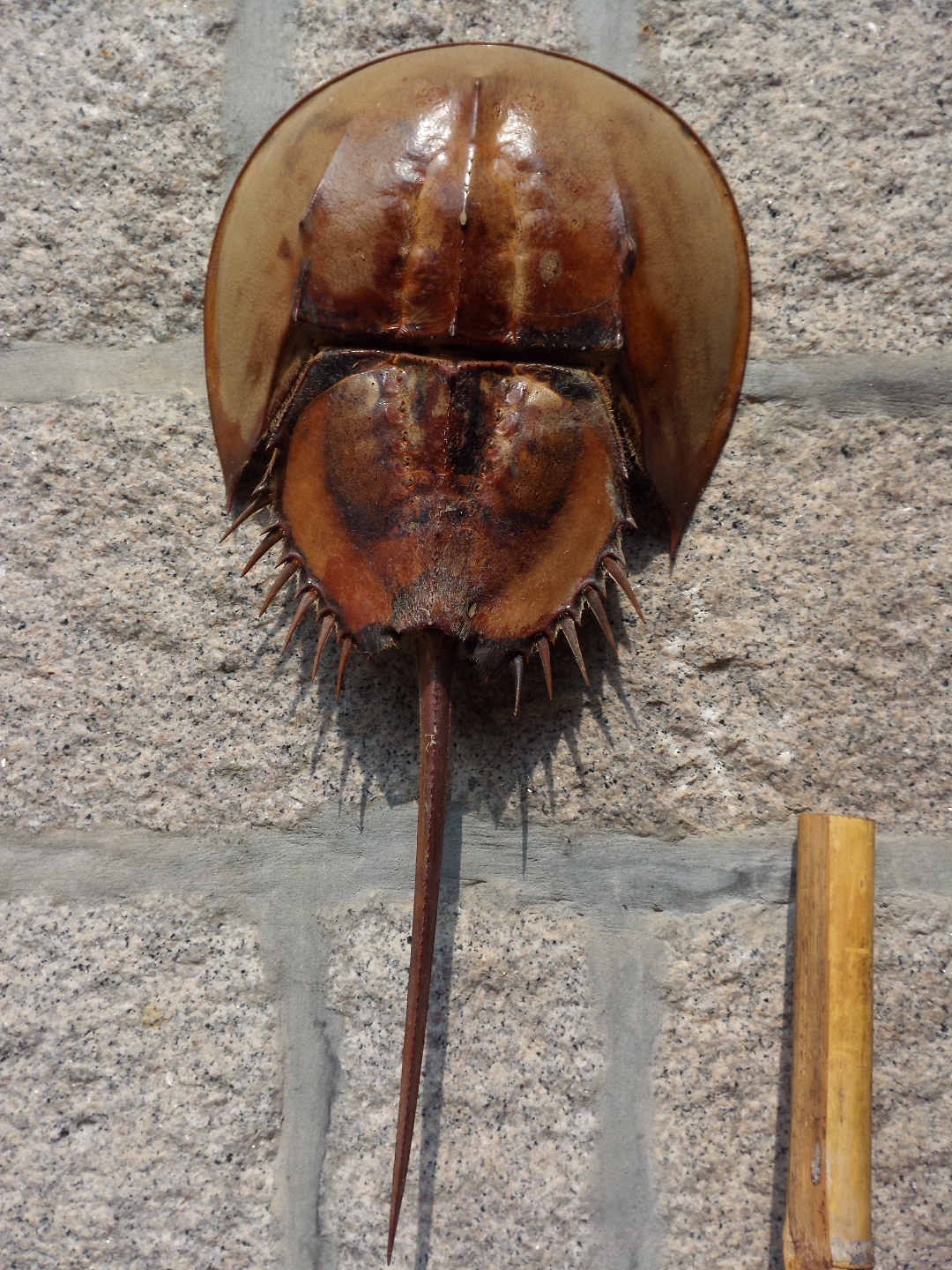 除了大熊猫外现在世界上有哪些能够被称为活化石的动物