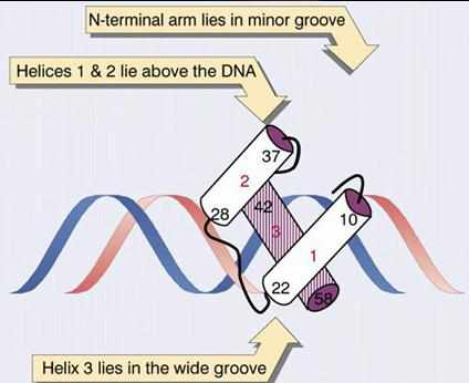 dna双螺旋结构中大沟小沟的作用是什么啊? - 知乎
