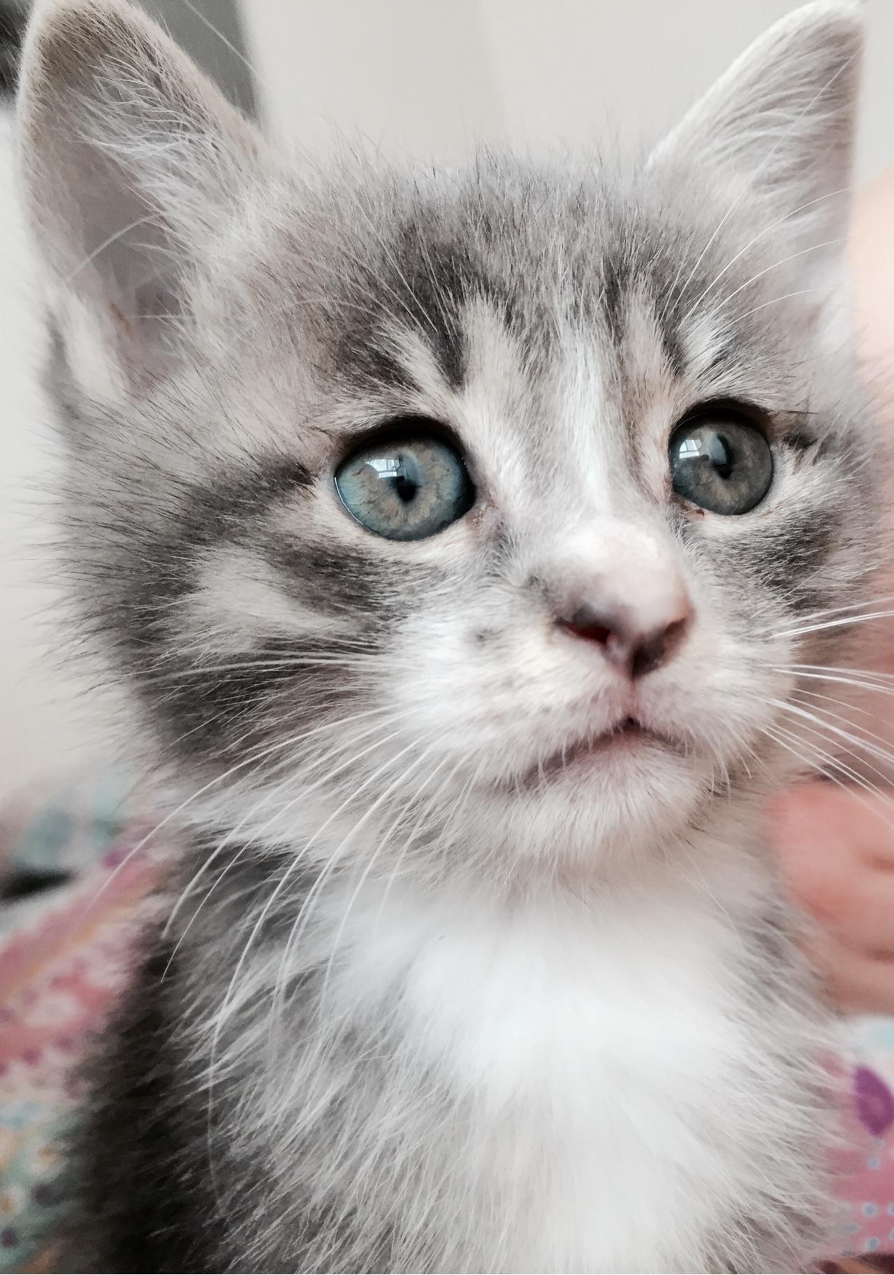 中华田园猫的颜值可以多高? - 造句子的回答