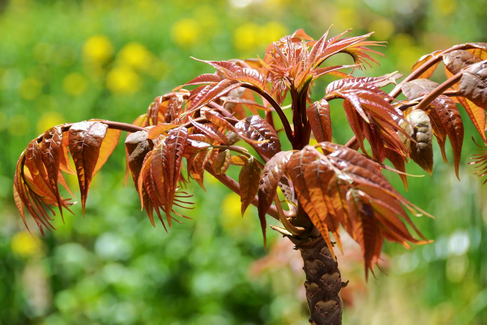 北方有哪些通常只在春天才能尝到的美味?