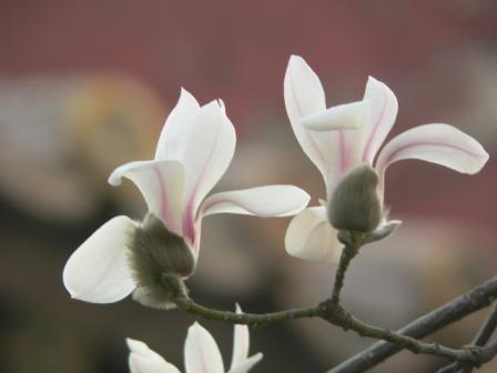 【植物界全系列】木兰科—木兰亚科（中）：玉兰 - 知乎
