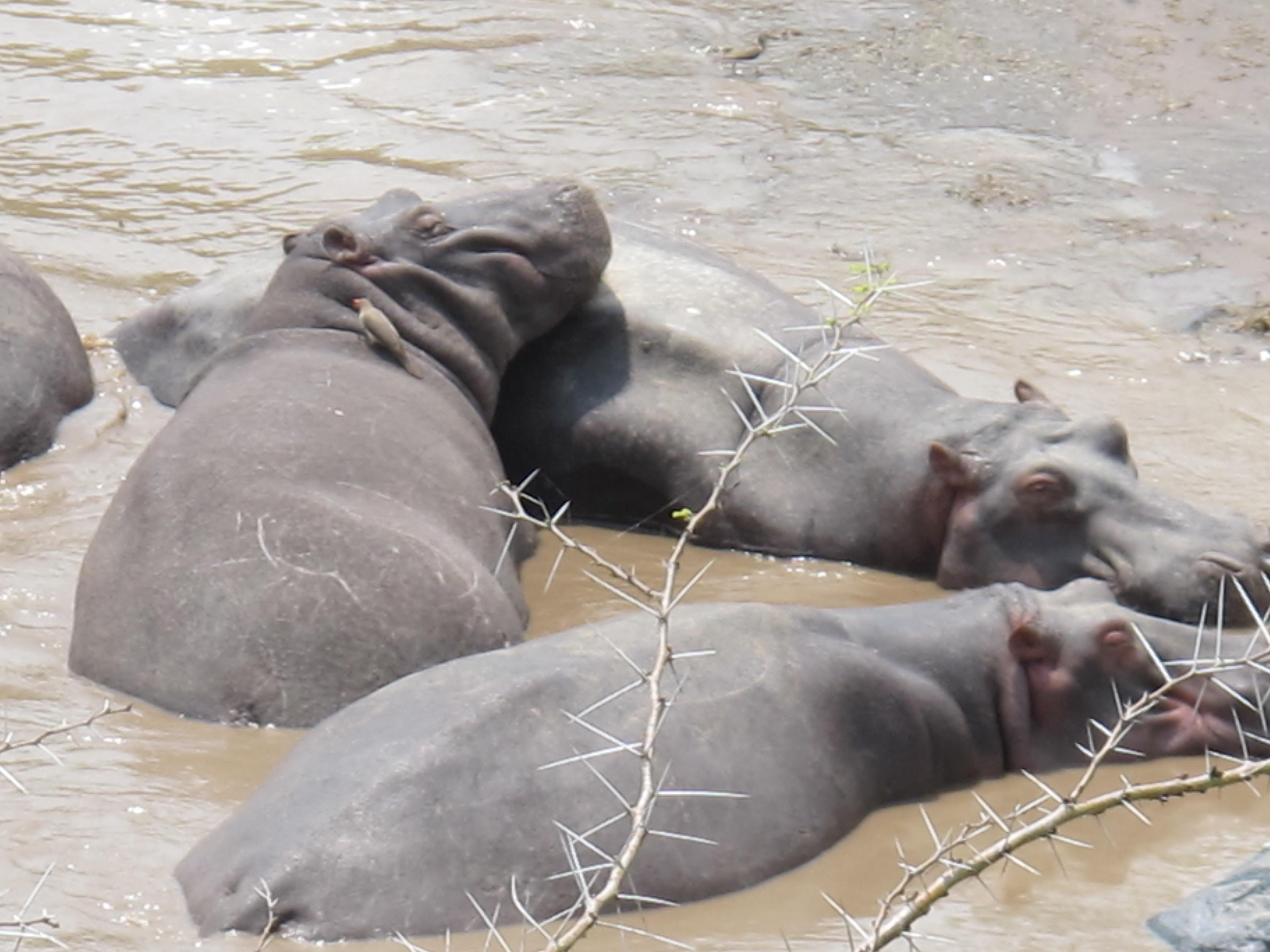 到非洲旅行带 8 岁小朋友同行有哪些需要注意的事项?