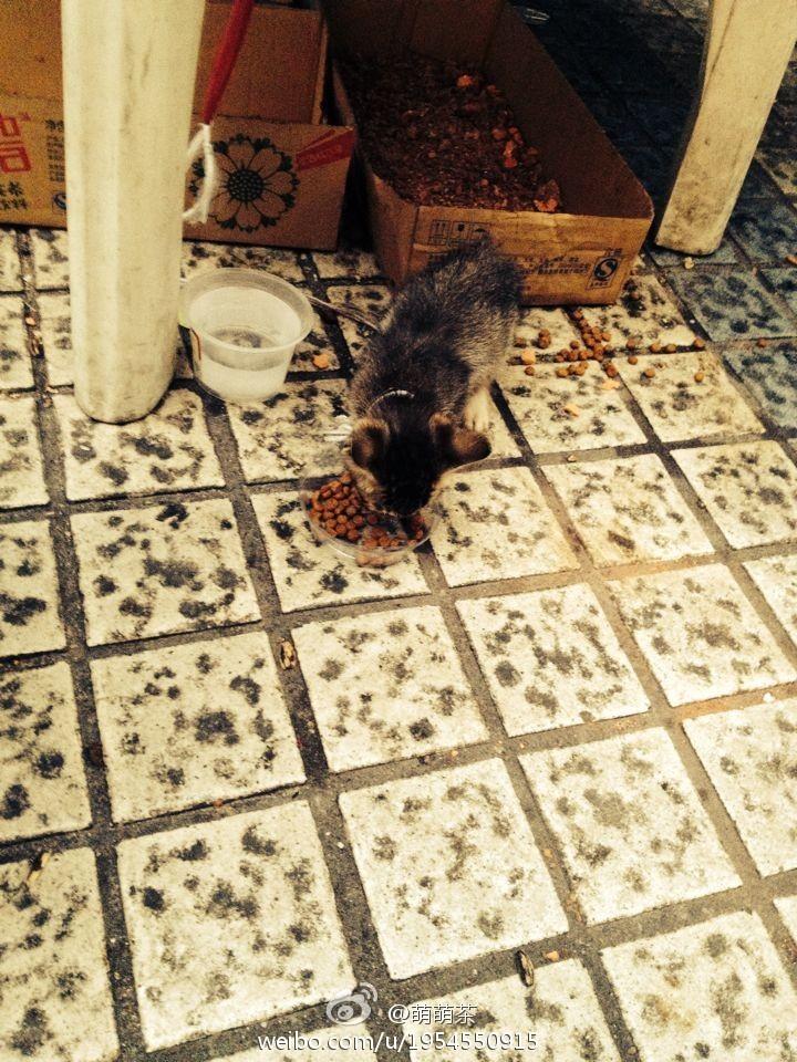 养一个月大小的猫该注意的事项有哪些? - 知乎