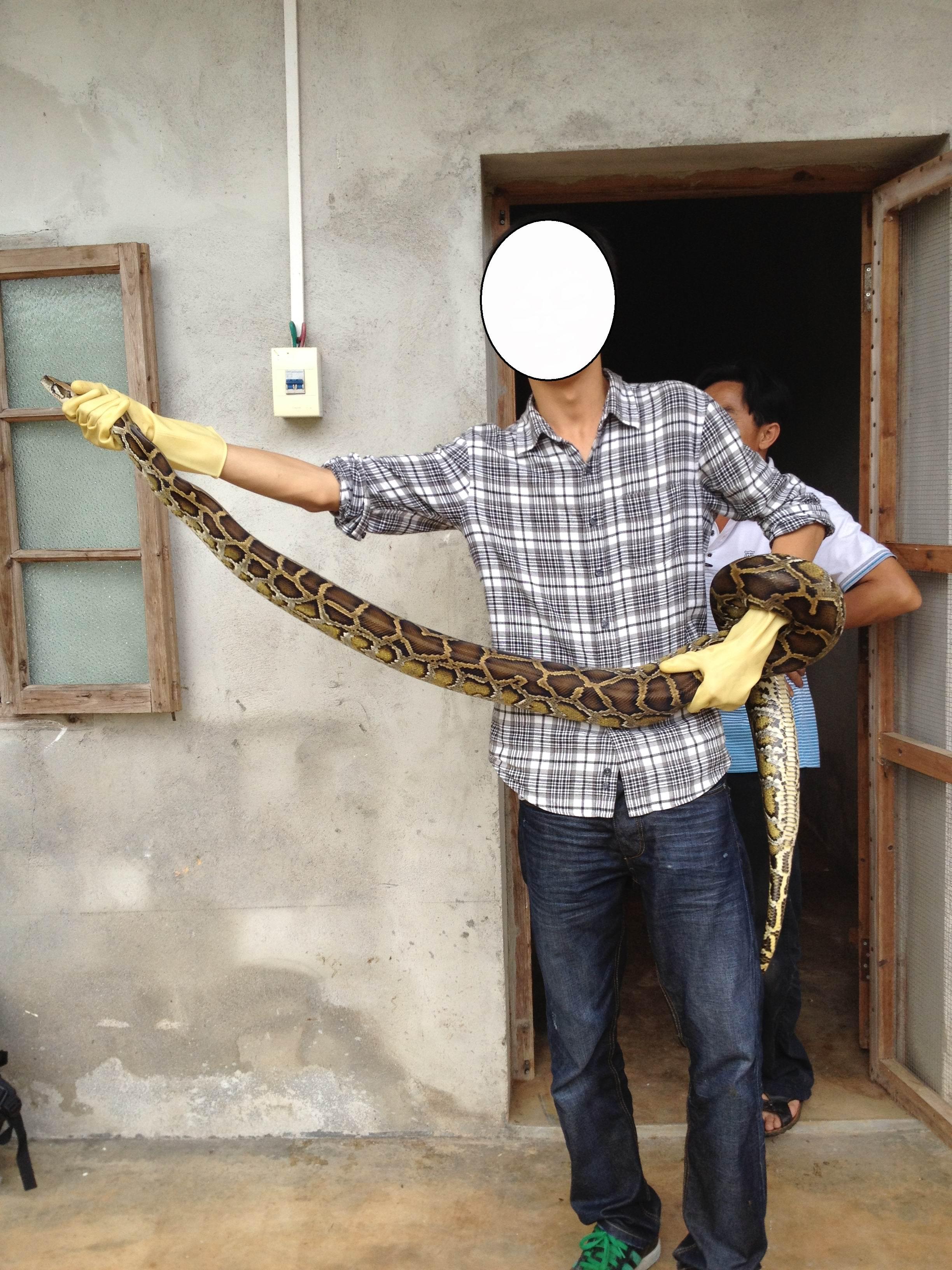 缅甸蟒Python bivittatus - 蟒蛇科普