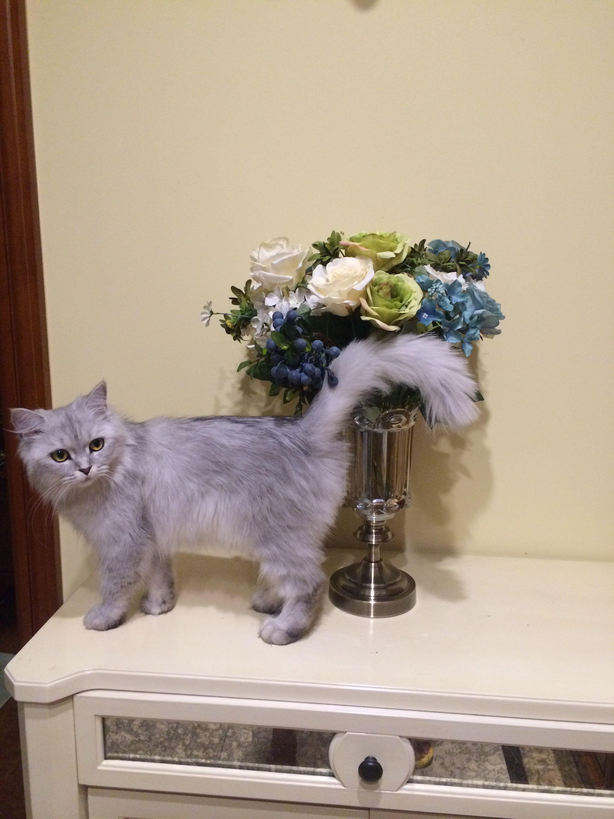 英短不吃猫粮怎么办,还特别瘦,快四个月了,只有