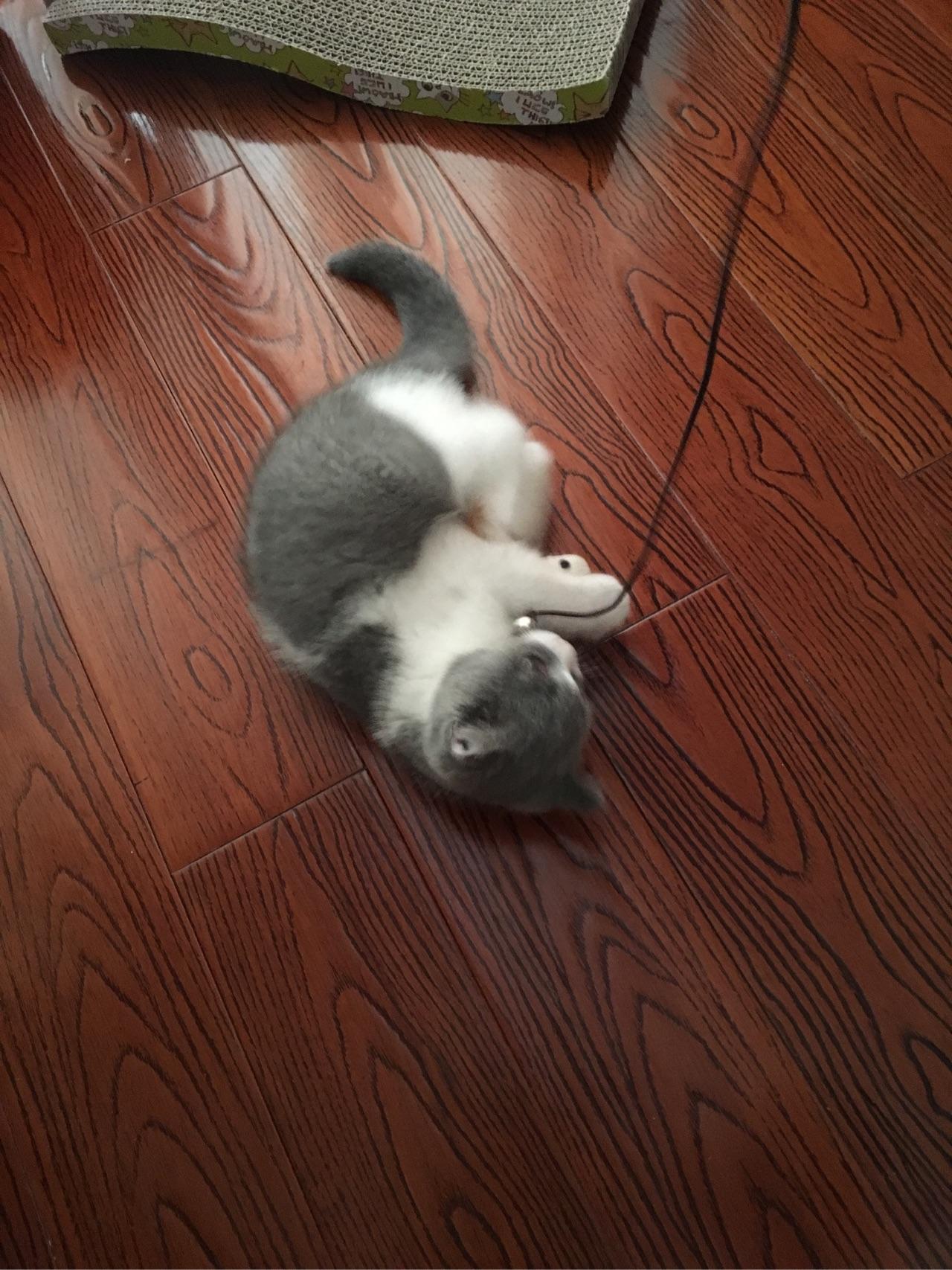 你家的猫喜欢玩什么玩具?