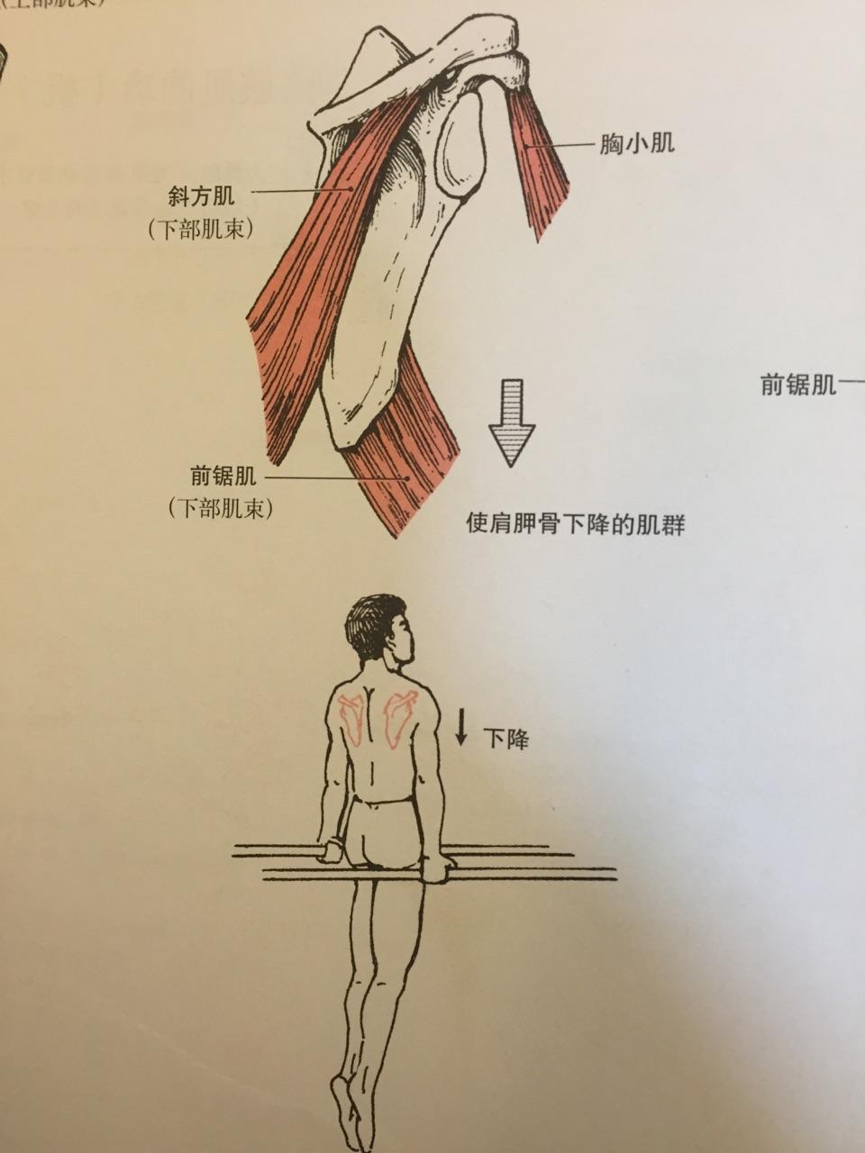 如何训练背阔肌每次练背之后背阔肌感觉很微弱是不是有什么动作要领没