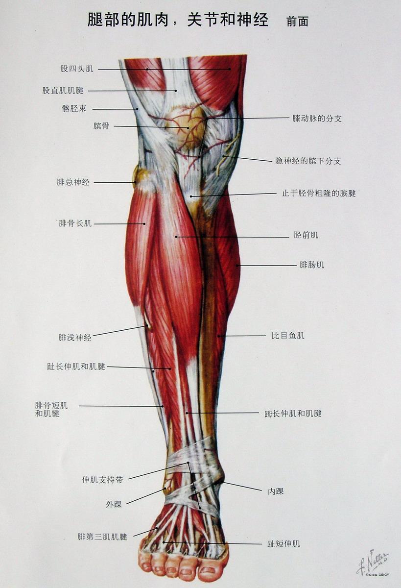 腿部组织结构图图片