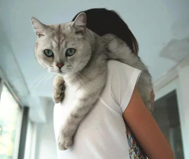 抱起猫的正确姿势是怎样? - 知乎