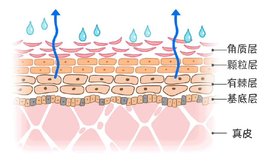 护肤前先了解什么是皮肤屏障。纯干货！ - 知乎