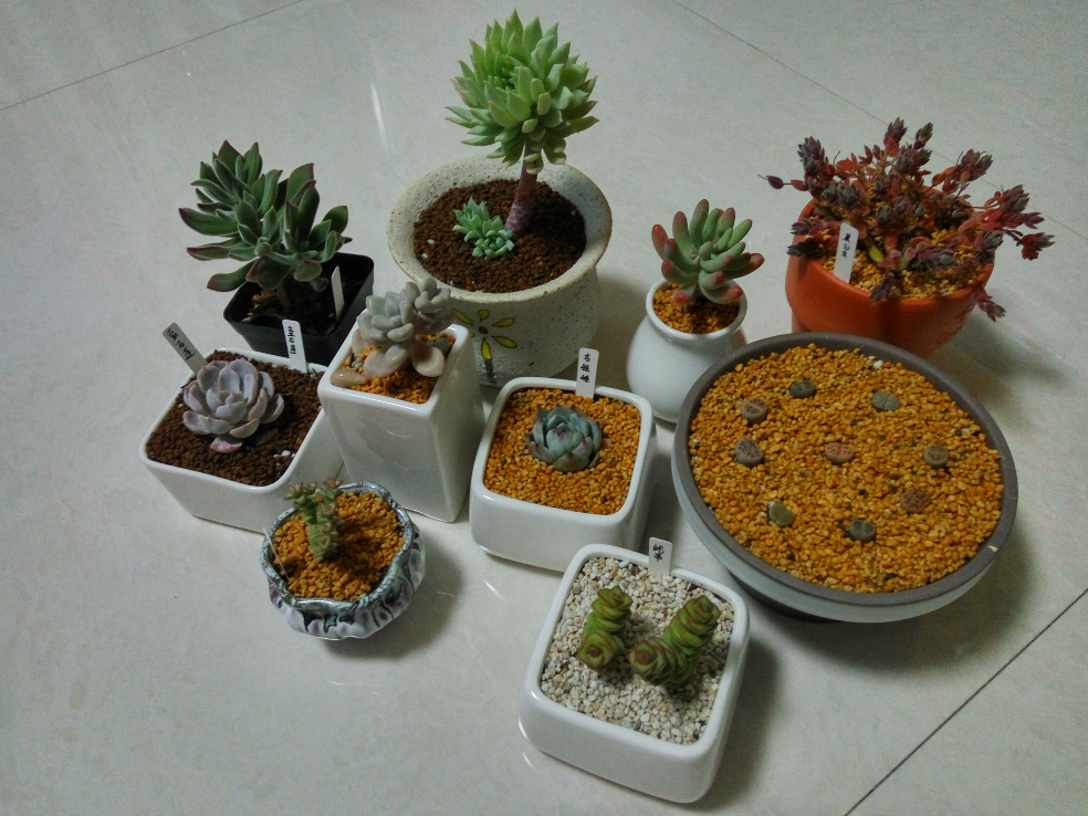 养多肉是什么心情?