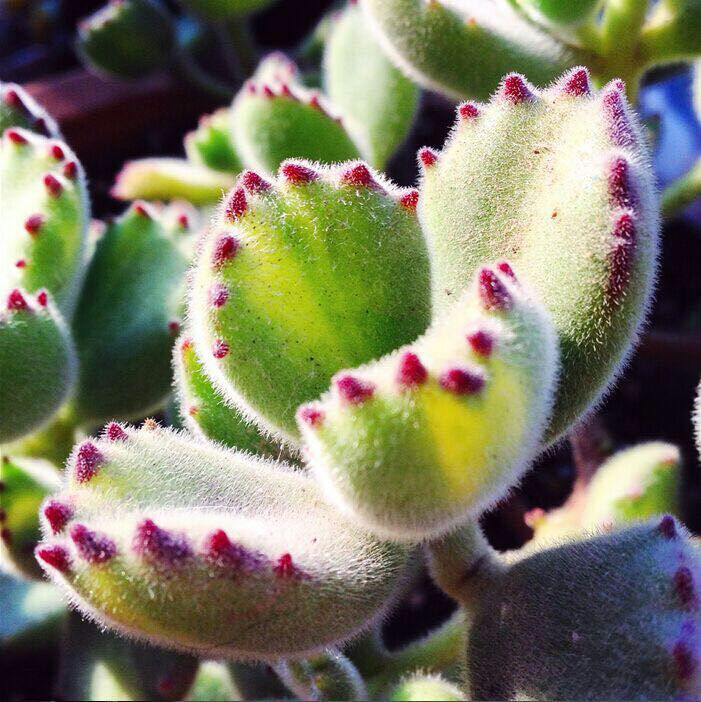 多肉植物熊童子,白熊怎么养才能出状态? - 匿名