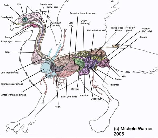 蜥蜴的运动器官图片