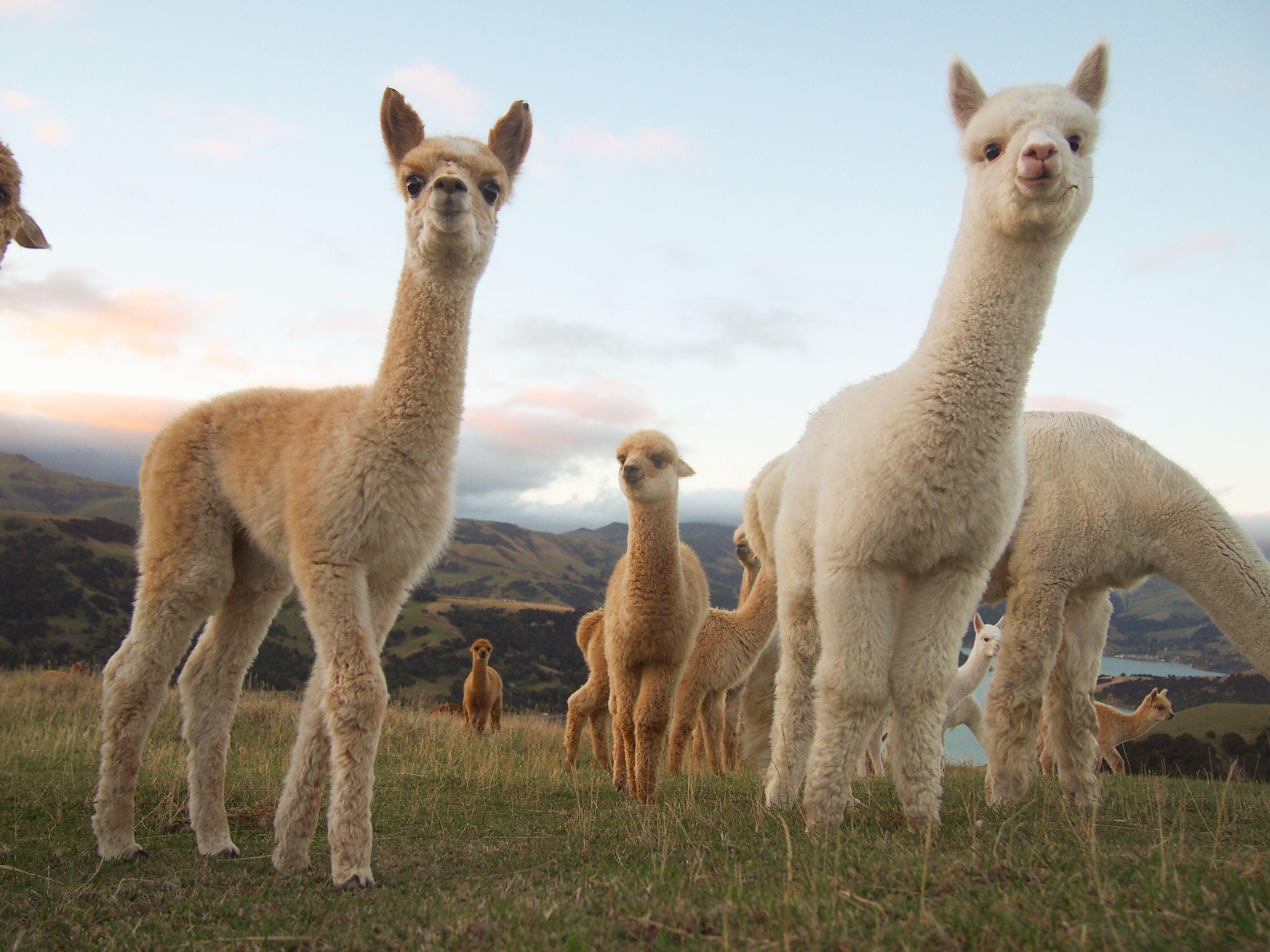 养羊驼(俗称草泥马)是什么样的体验? - 知乎