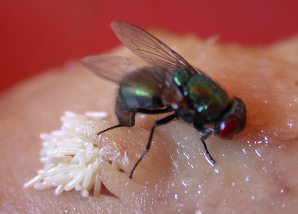 苍蝇为什么喜欢附着在白色物体上一动不动如蚊帐