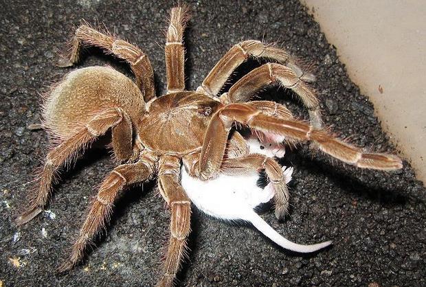 养蜘蛛蛇的人心里是什么感觉