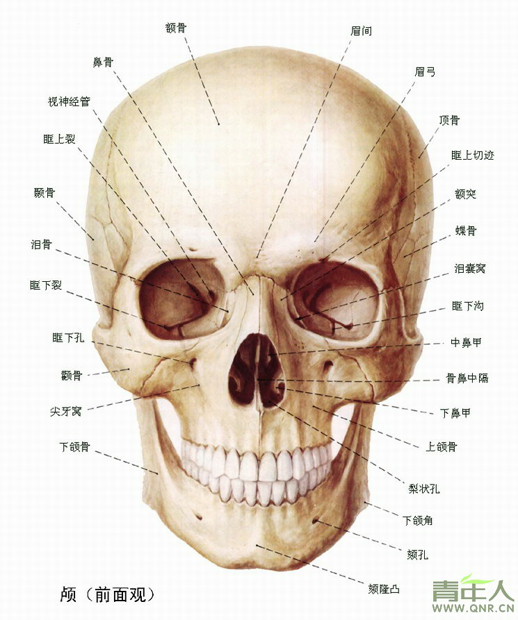 拔牙真的会让脸变小么