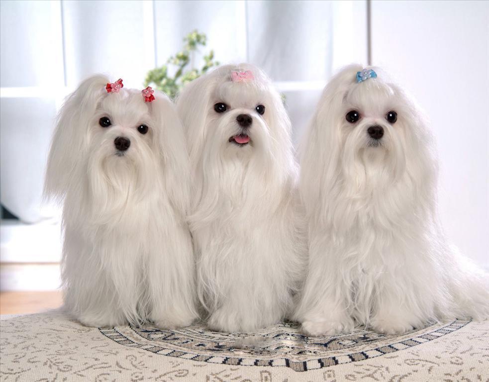 马尔济斯犬 知乎