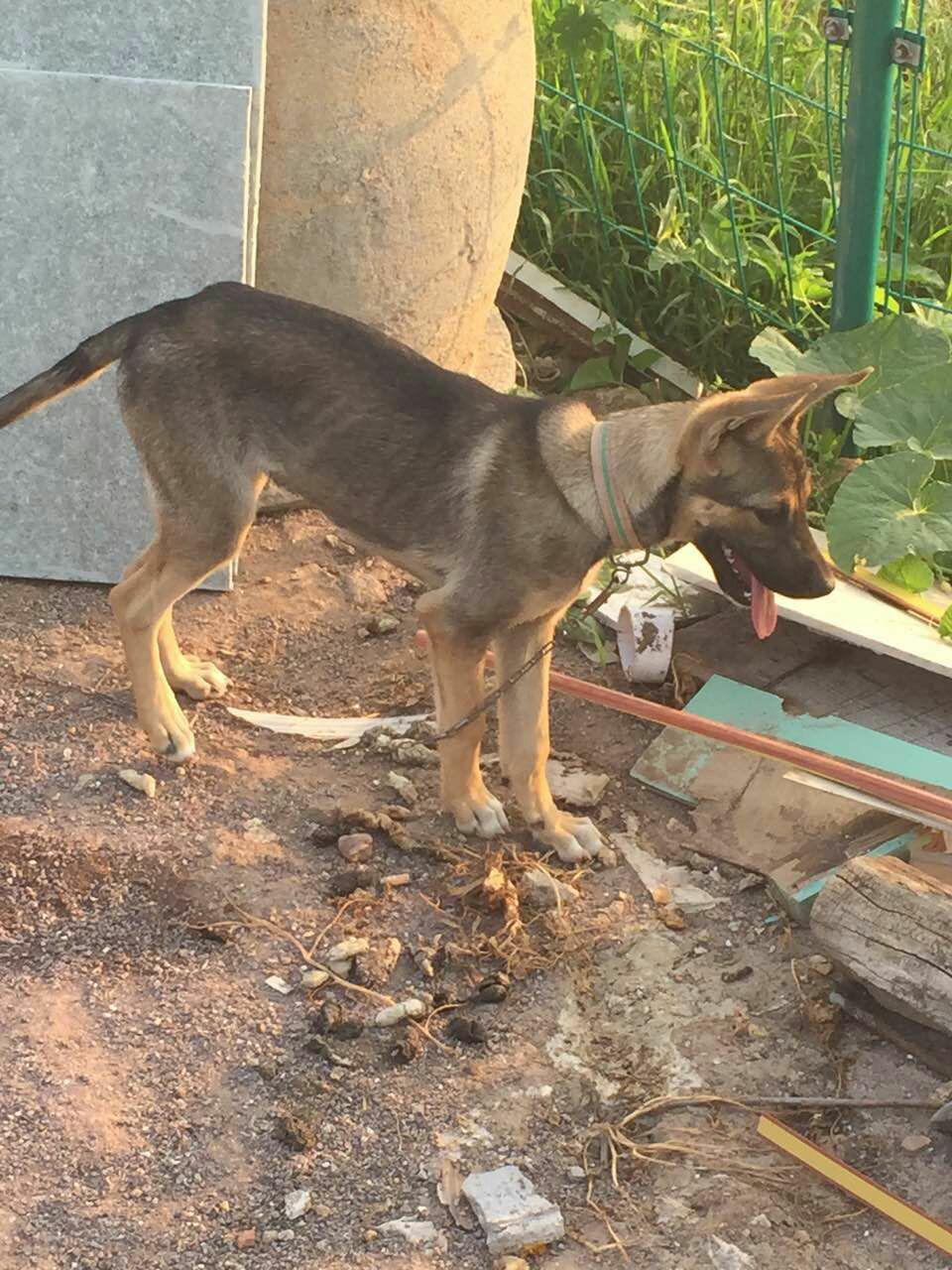 有了解这只狗是什么品种的吗?