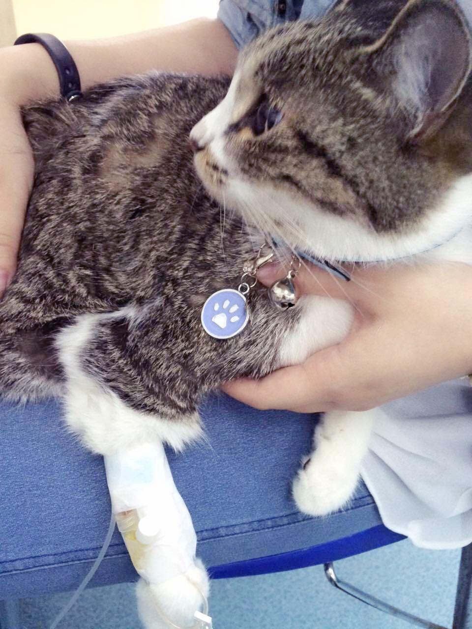 猫咪吞针该怎么办?拍片子不能明确看出是否有针该如何是好?