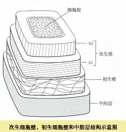 细胞壁有生命吗?