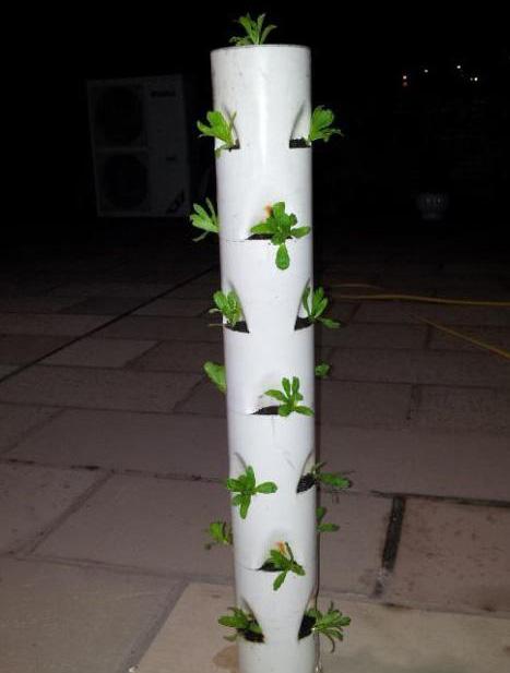 如何在阳台上种花?