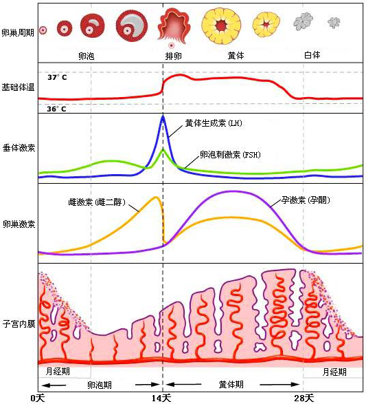 如何不用早孕试纸知道自己是否怀孕? - 知乎