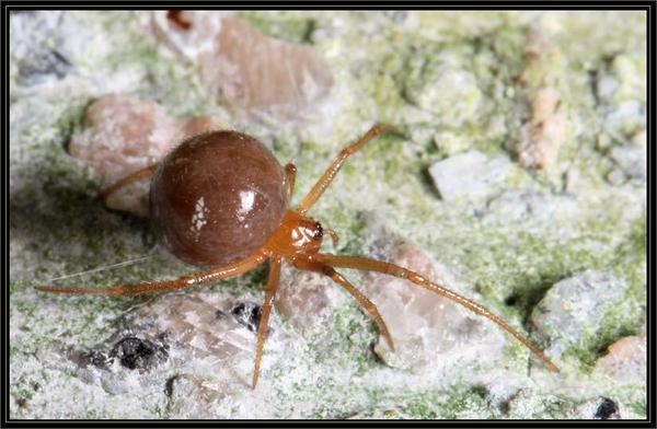 这两个是一个科的,都是球蛛科.图一是今天刚抓的