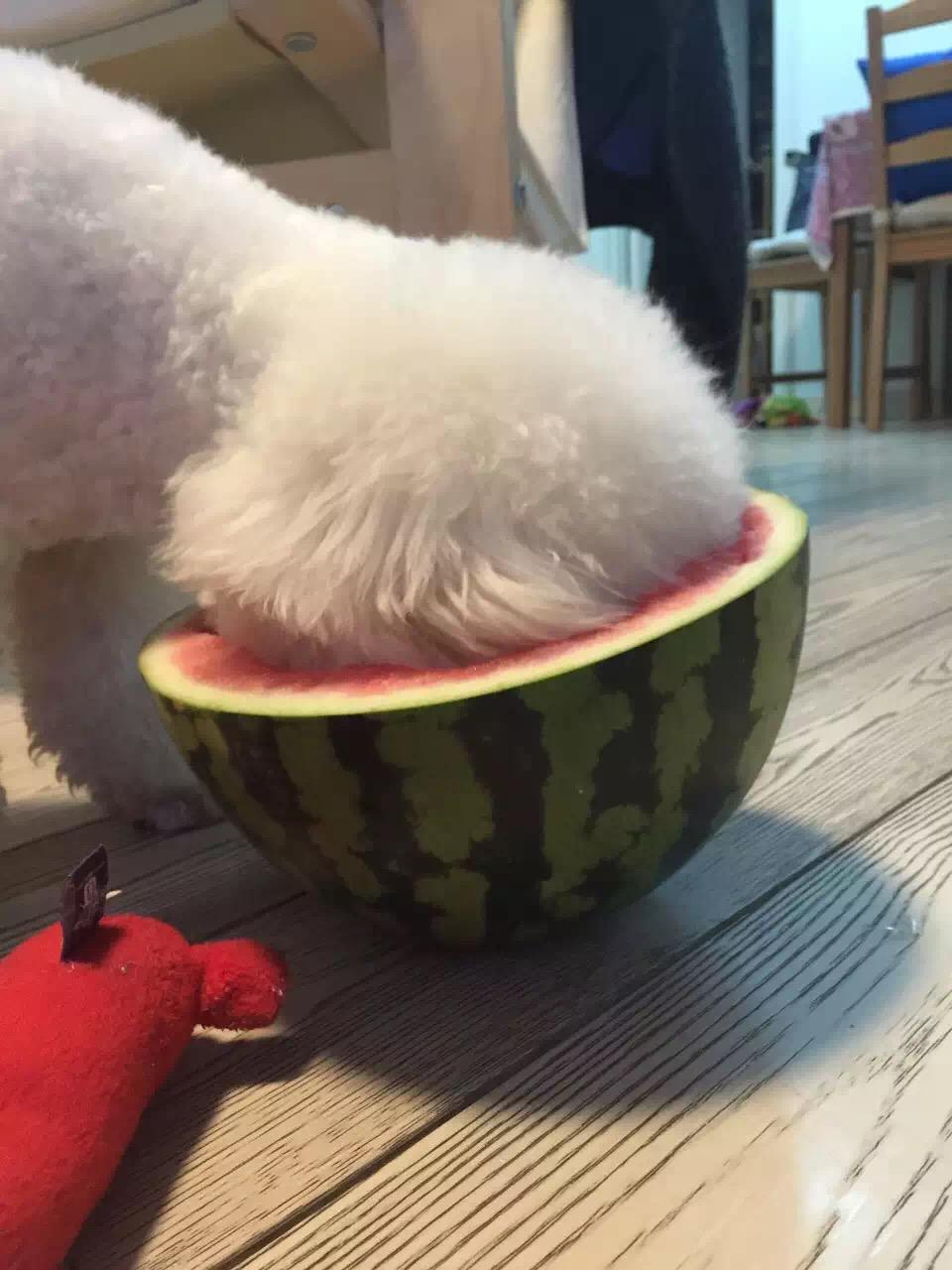 如何让狗吃西瓜?