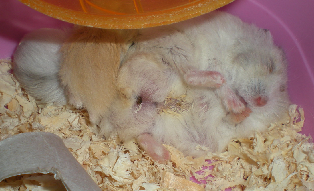 我已经将图放大,乍一看以为屁股那边潜伏的是一群小小的仓鼠宝宝,拉进