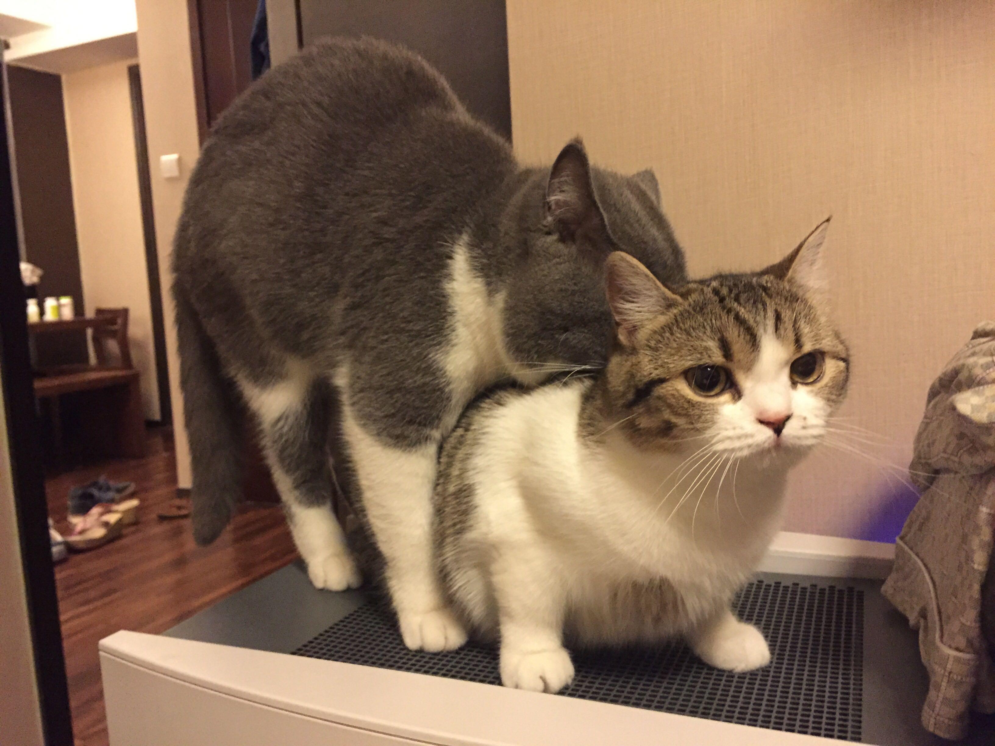 为何狗交配静悄悄,而猫的交配如此撕心裂肺恐怖嚎叫?