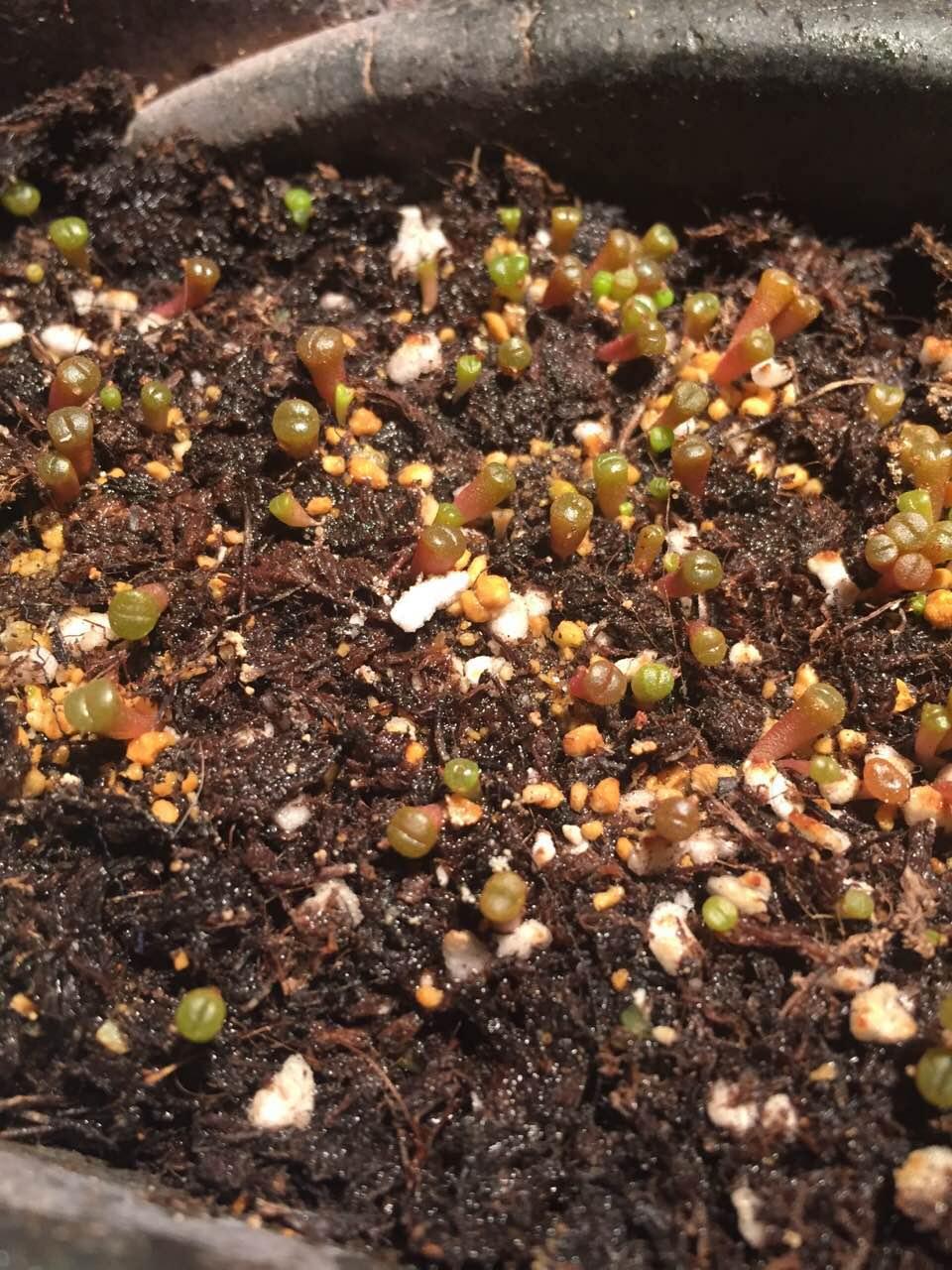 生石花发芽了长得像豆芽一样怎么办