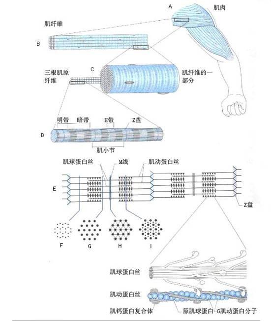 微观粒子堆积成的人为什么是活的