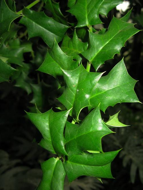 请问这是什么植物叶子挺硬还带刺