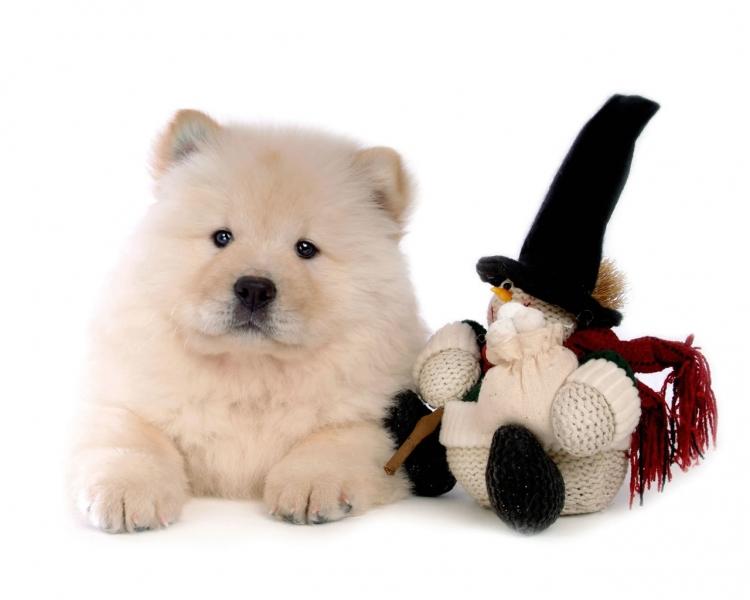 松狮犬 知乎 松狮犬 知乎