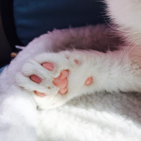 猫后腿突然抬不起来走不动了是怎么回事？ - 知乎